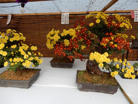 菊花展９
