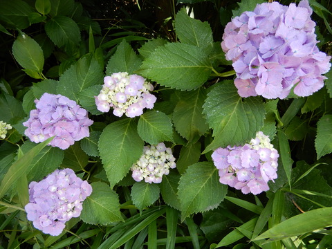 DSCN5744