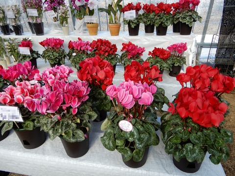 植木祭り４