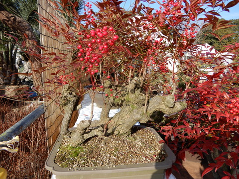 DSCN5183