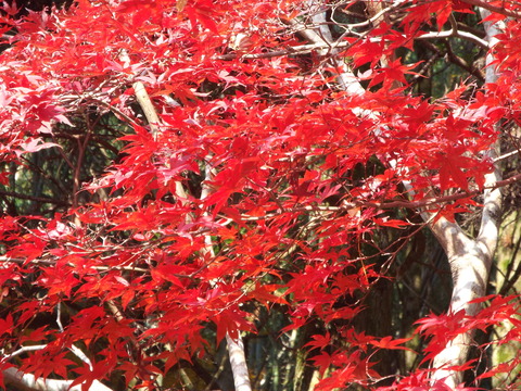 DSCF4170