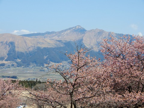 河津桜３