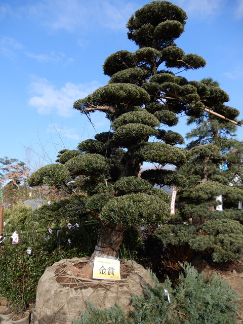 DSCN5174