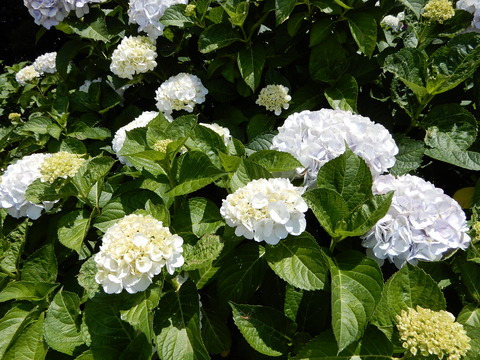 DSCN5746