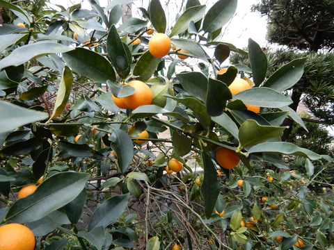 DSCN5163