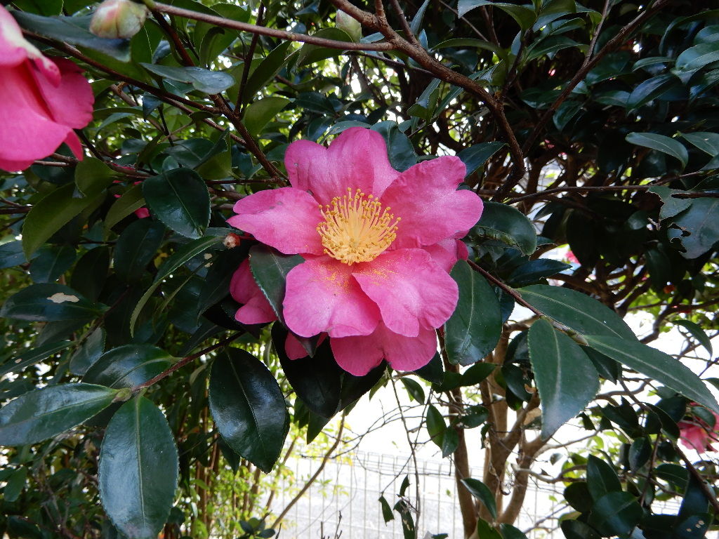 イメージ 5