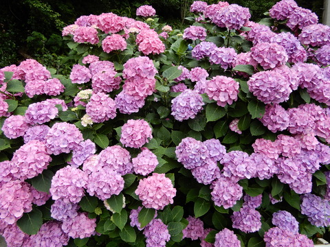 DSCN5812