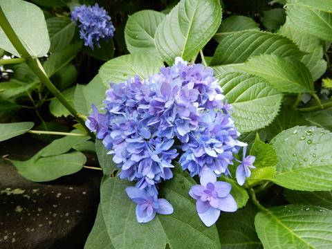 DSCN7309