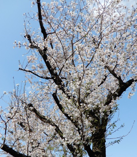 桜
