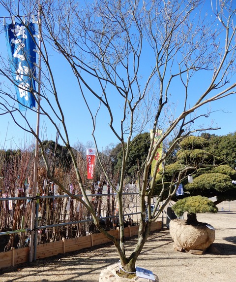 植木市４