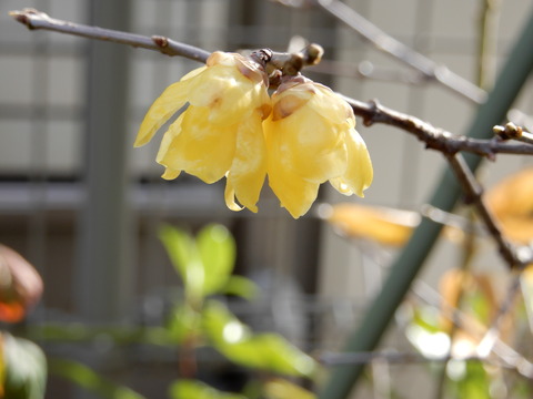 DSCN5165