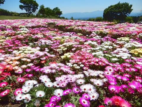花公園２