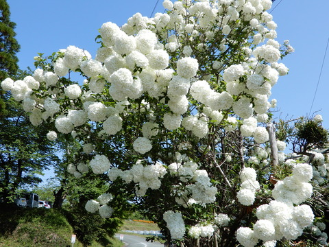 DSCN9559