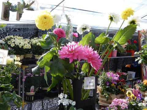 植木祭り４
