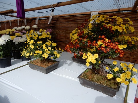 菊花展１０