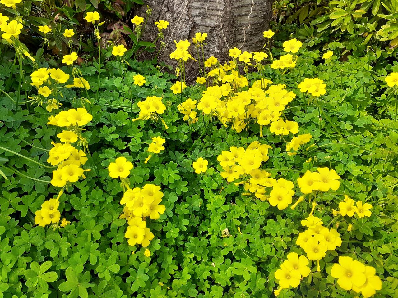カタバミの花 山中人独語