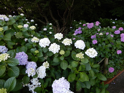 DSCN9791