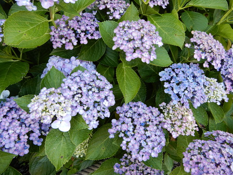 DSCN8691