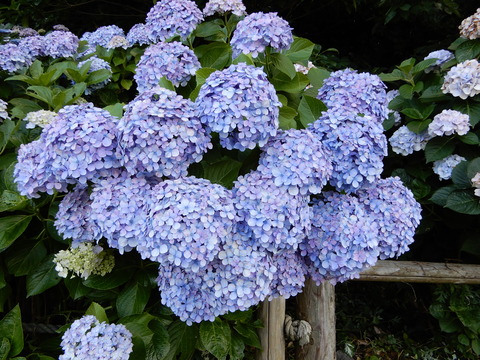 DSCN9809