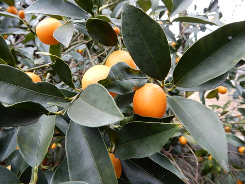 DSCN5164