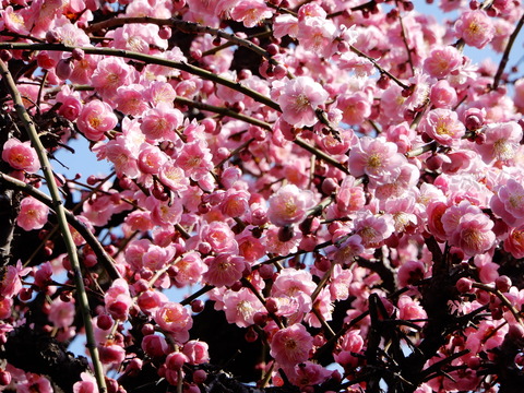 DSCN9264