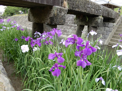 DSCN5698