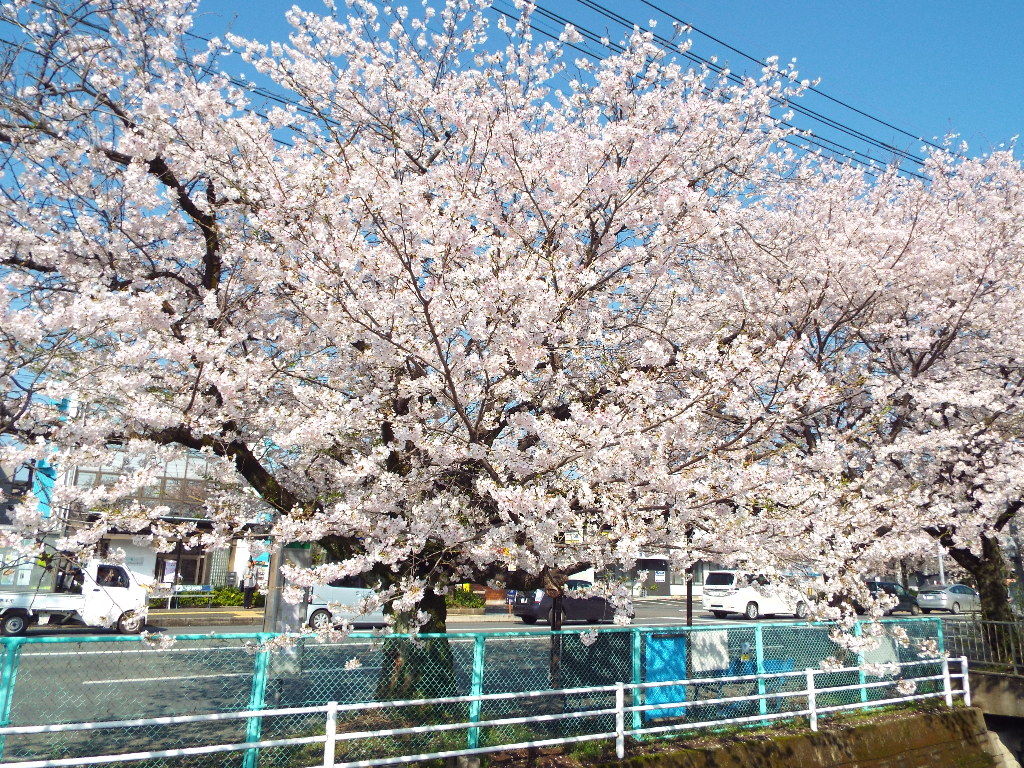 イメージ 7