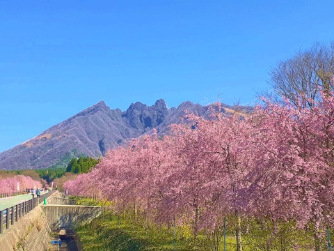 サクラミチ