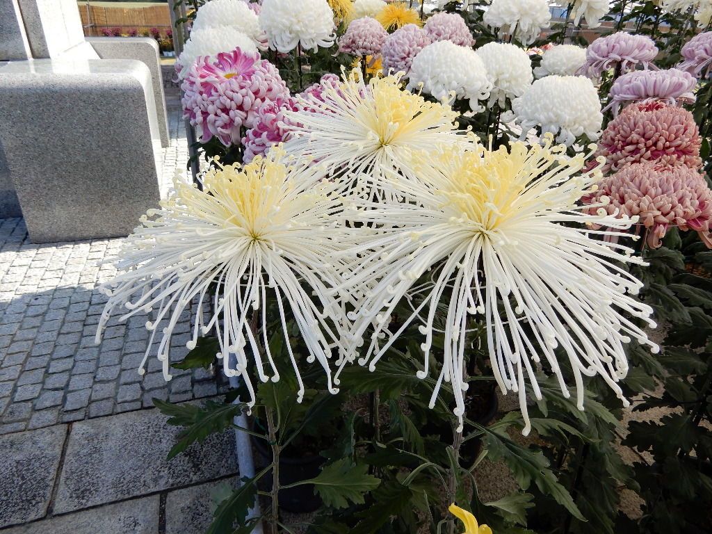イメージ 8