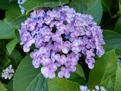 DSCN8688