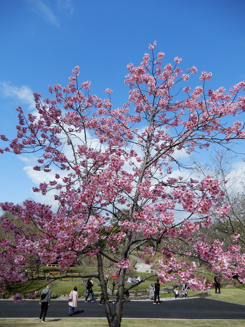 DSCN5315