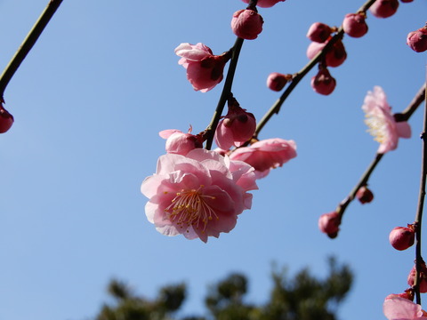 DSCN9222