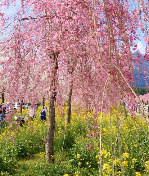 桜