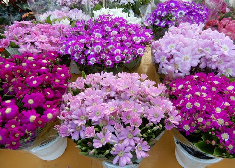 植木祭り６