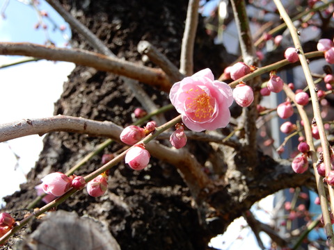 DSCN3959