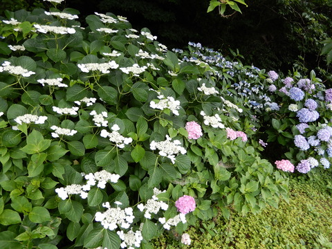 DSCN5780