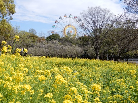 菜の花３