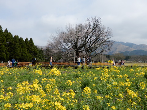 DSCN8277