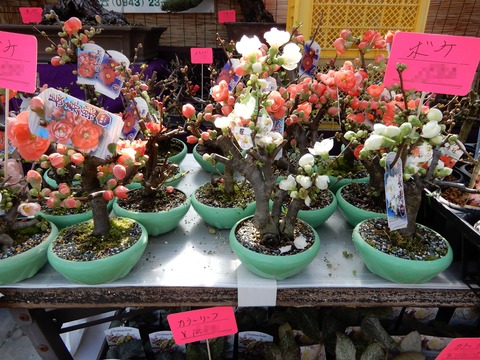 植木１０