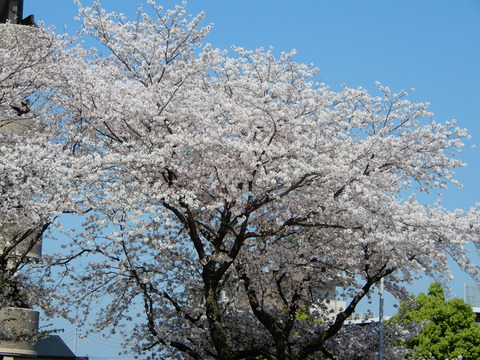 DSCN3721