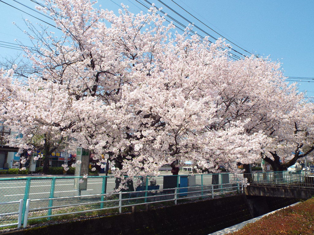 イメージ 9