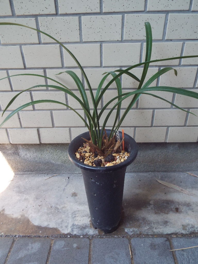 イメージ 5