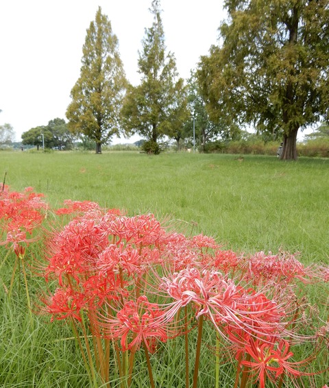 彼岸花２
