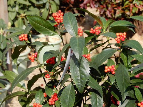 DSCN3402