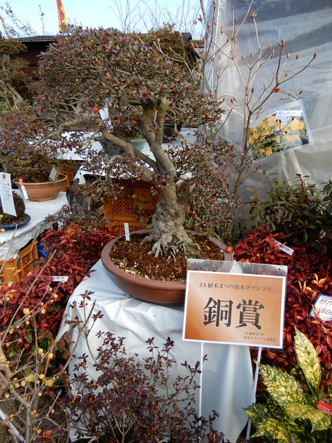 DSCN5173