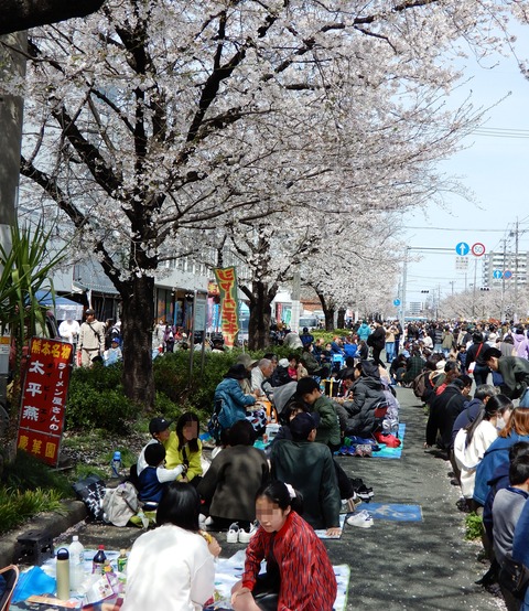桜祭り２