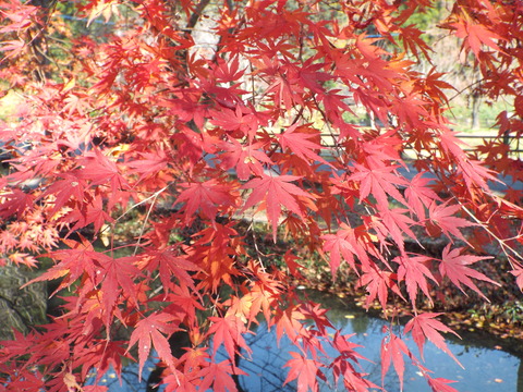 DSCF4195
