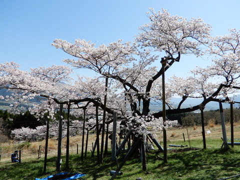 DSCN4286
