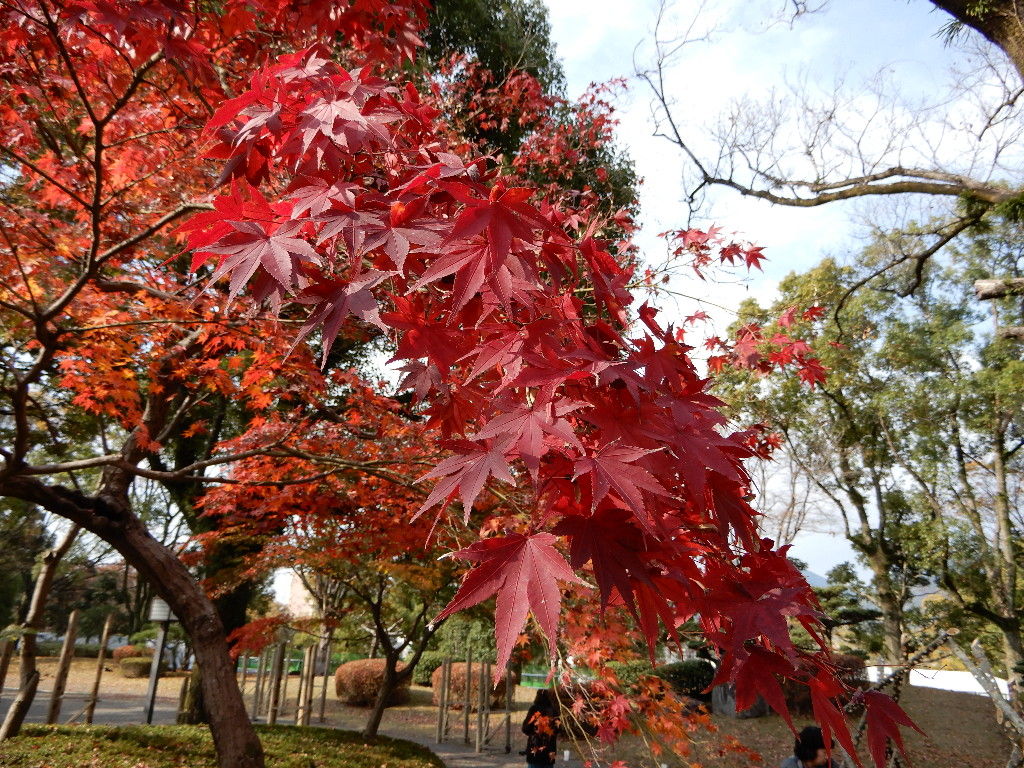 イメージ 6