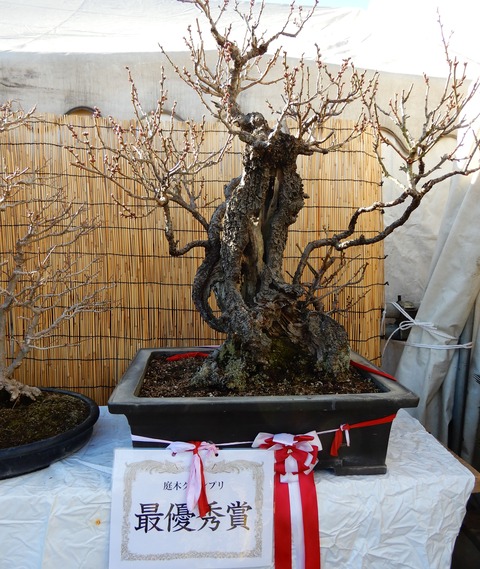 植木市２